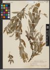 Foto von Salix sibirica Pall.